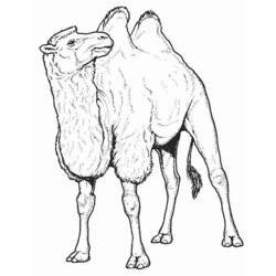 Раскраска: верблюд (Животные) #1665 - Бесплатные раскраски для печати