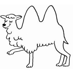 Раскраска: верблюд (Животные) #1675 - Бесплатные раскраски для печати