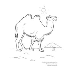 Раскраска: верблюд (Животные) #1686 - Бесплатные раскраски для печати