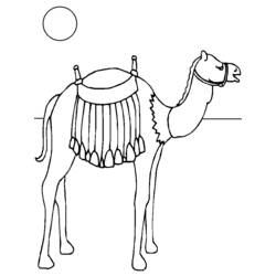Раскраска: верблюд (Животные) #1699 - Бесплатные раскраски для печати