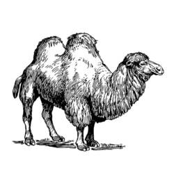 Раскраска: верблюд (Животные) #1702 - Бесплатные раскраски для печати
