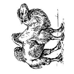 Раскраска: верблюд (Животные) #1703 - Бесплатные раскраски для печати