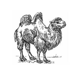 Раскраска: верблюд (Животные) #1707 - Бесплатные раскраски для печати
