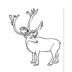 Раскраска: карибу (Животные) #1541 - Бесплатные раскраски для печати