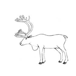Раскраска: карибу (Животные) #1545 - Бесплатные раскраски для печати
