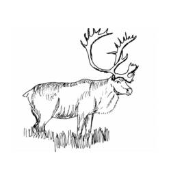 Раскраска: карибу (Животные) #1552 - Бесплатные раскраски для печати
