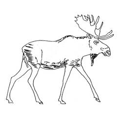 Раскраска: карибу (Животные) #1553 - Бесплатные раскраски для печати