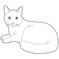 Раскраска: кот (Животные) #1793 - Бесплатные раскраски для печати