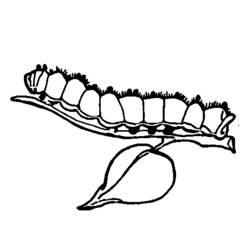 Раскраска: гусеница (Животные) #18300 - Бесплатные раскраски для печати