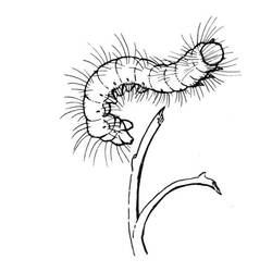 Раскраска: гусеница (Животные) #18331 - Бесплатные раскраски для печати