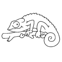 Раскраска: хамелеон (Животные) #1394 - Бесплатные раскраски для печати