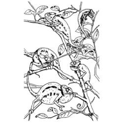 Раскраска: хамелеон (Животные) #1396 - Бесплатные раскраски для печати