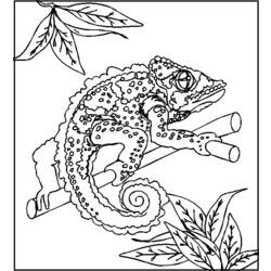 Раскраска: хамелеон (Животные) #1409 - Бесплатные раскраски для печати