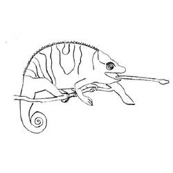 Раскраска: хамелеон (Животные) #1412 - Бесплатные раскраски для печати