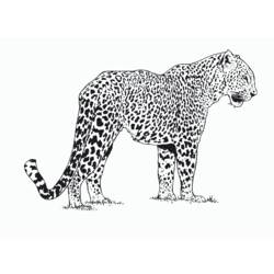Раскраска: гепард (Животные) #7868 - Бесплатные раскраски для печати