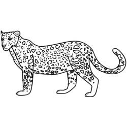 Раскраска: гепард (Животные) #7869 - Бесплатные раскраски для печати