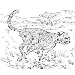 Раскраска: гепард (Животные) #7880 - Бесплатные раскраски для печати