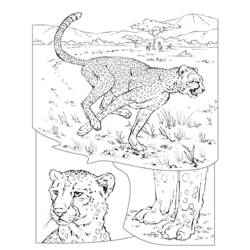 Раскраска: гепард (Животные) #7886 - Бесплатные раскраски для печати