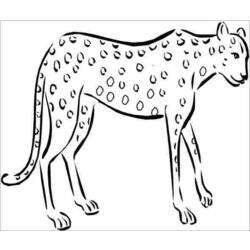 Раскраска: гепард (Животные) #7897 - Бесплатные раскраски для печати