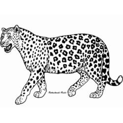 Раскраски: гепард - Бесплатные раскраски для печати