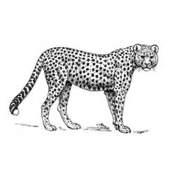 Раскраска: гепард (Животные) #7966 - Бесплатные раскраски для печати