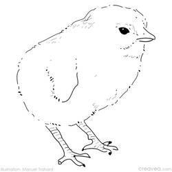 Раскраска: цыпленок (Животные) #15424 - Бесплатные раскраски для печати
