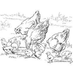 Раскраска: курица (Животные) #17265 - Бесплатные раскраски для печати