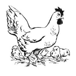 Раскраска: курица (Животные) #17328 - Бесплатные раскраски для печати