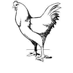 Раскраска: курица (Животные) #17351 - Бесплатные раскраски для печати