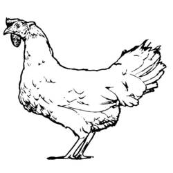 Раскраска: курица (Животные) #17371 - Бесплатные раскраски для печати