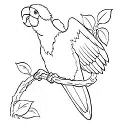 Раскраска: курица (Животные) #17402 - Бесплатные раскраски для печати
