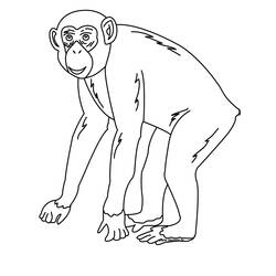 Раскраска: шимпанзе (Животные) #2767 - Бесплатные раскраски для печати