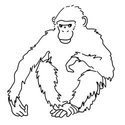 Раскраска: шимпанзе (Животные) #2779 - Бесплатные раскраски для печати