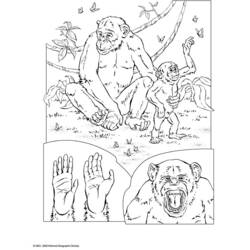 Раскраска: шимпанзе (Животные) #2832 - Бесплатные раскраски для печати