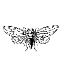Раскраска: цикада (Животные) #18438 - Бесплатные раскраски для печати