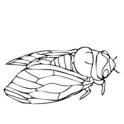 Раскраска: цикада (Животные) #18441 - Бесплатные раскраски для печати