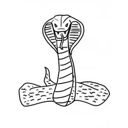 Раскраска: кобра (Животные) #3228 - Бесплатные раскраски для печати