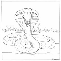 Раскраска: кобра (Животные) #3247 - Бесплатные раскраски для печати