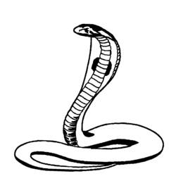Раскраска: кобра (Животные) #3296 - Бесплатные раскраски для печати