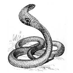 Раскраска: кобра (Животные) #3301 - Бесплатные раскраски для печати