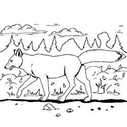 Раскраска: койот (Животные) #4483 - Бесплатные раскраски для печати