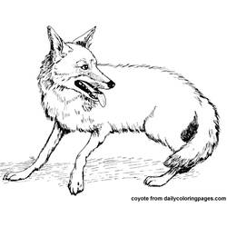 Раскраска: койот (Животные) #4526 - Бесплатные раскраски для печати