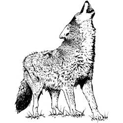 Раскраска: койот (Животные) #4542 - Бесплатные раскраски для печати