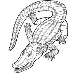 Раскраска: крокодил (Животные) #4791 - Бесплатные раскраски для печати