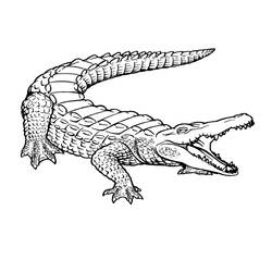 Раскраска: крокодил (Животные) #4800 - Бесплатные раскраски для печати