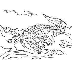 Раскраска: крокодил (Животные) #4833 - Бесплатные раскраски для печати