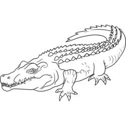 Раскраски: крокодил - Бесплатные раскраски для печати
