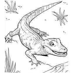 Раскраска: крокодил (Животные) #4903 - Бесплатные раскраски для печати