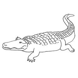 Раскраска: крокодил (Животные) #4950 - Бесплатные раскраски для печати