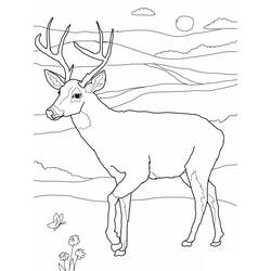 Раскраска: косуля (Животные) #2568 - Бесплатные раскраски для печати